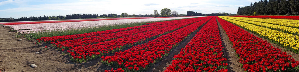 panorama de tulipes multicolores