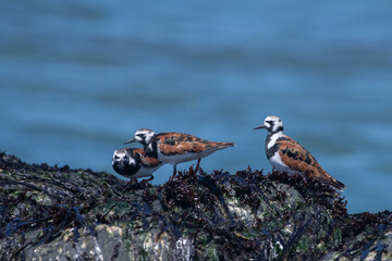 Ruddy turnstone group