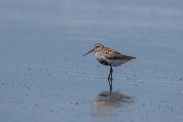 Dunlin