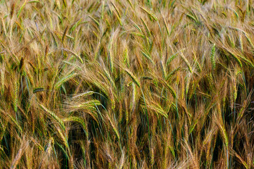 Close-up of ripening grain ears.