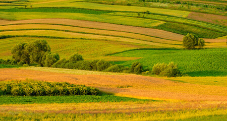 Agricultural landscape. Cultivated fields in the hills illuminated by the low sun.