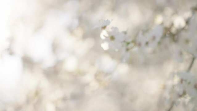 Beautiful floral background with white flowers and green leaves. Selective focus. Branch of a blossoming plum
