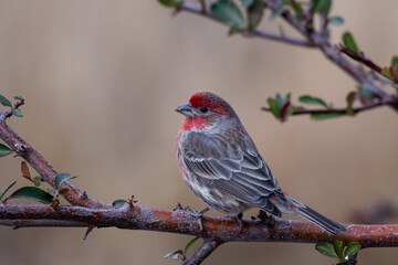 Cassin's finch
