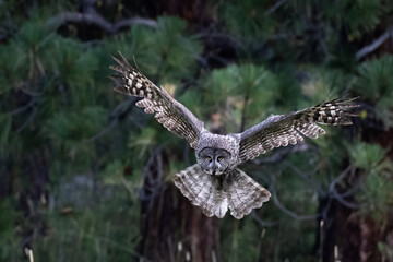Great gray owl flying