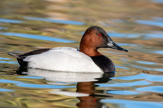 Canvasback in water