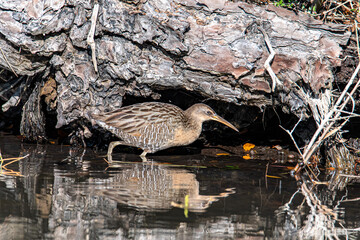 Clapper Rail in pond