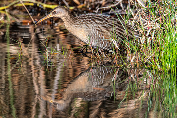 clapper rail reflection