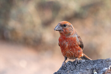 Red crossbill