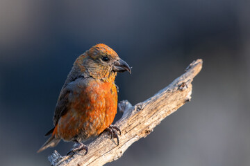 Red crossbill