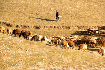 A flock of sheep looking for fresh grass