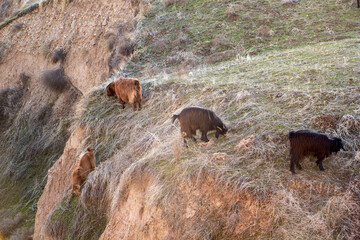 Mountain goats eat grass on a hill