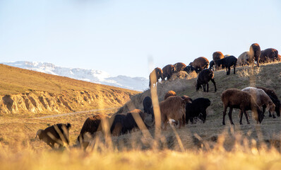 Sheep herds in the Asian steppes