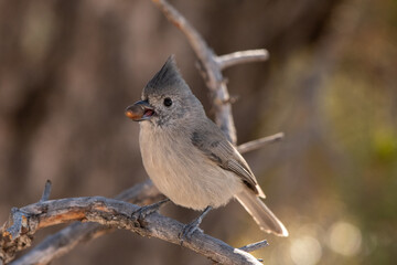 Juniper titmouse with seed