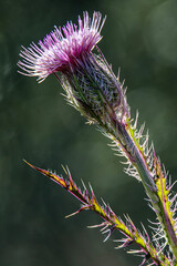 Thistle