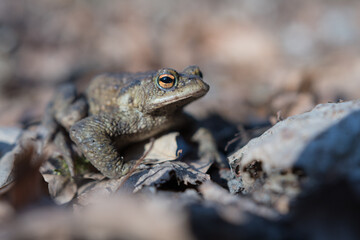 The common toad, European toad (Bufo bufo) in forest at springtime, toads are useful in the garden, they eat slugs and snails. 

