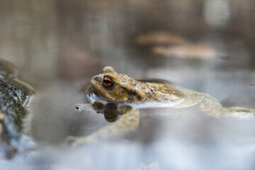 The common toad, European toad (Bufo bufo) in forest pond at springtime, toads are useful in the garden, they eat slugs and snails. 

