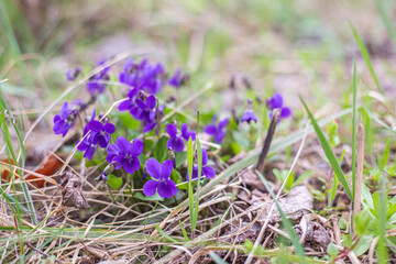 forest violets