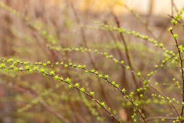 Young leaves of spirea bushes in greenhouse on tree farm.