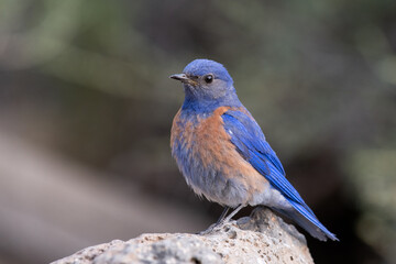 Western bluebird on rock