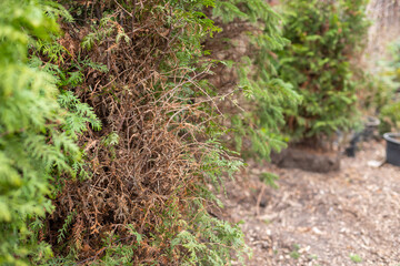 Green coniferous tree with some dried branches. American arborvitae tree, thuja problems and disease.