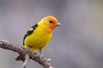 Western tanager