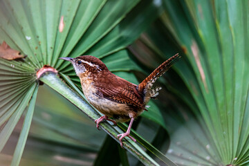Wren