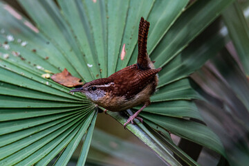 Wren on Palmetto