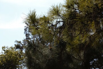 Fototapeta na wymiar Pine