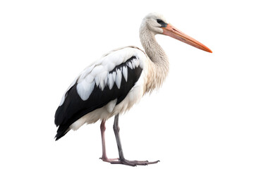 white stork isolated on transparent background