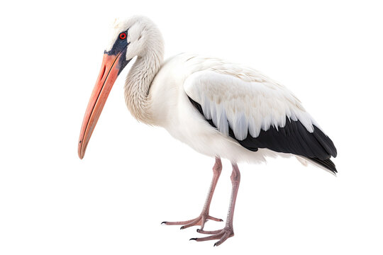 white stork isolated on transparent background