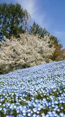ネモフィラと桜（国営讃岐まんのう公園）【香川県仲多度郡まんのう町】