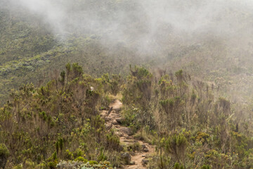 Hikers on a path towards Mount Kilimanjaro through bushes