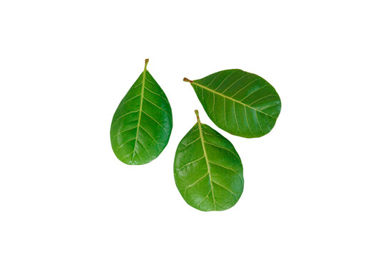 leaves of cashew nut with isolated on white background