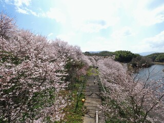 宝山湖公園の桜2023【香川県三豊市】4