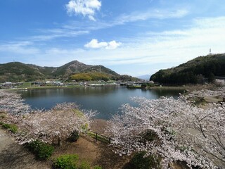 やすらぎ公園の春の青空と満開になった桜の木【香川県丸亀市】2