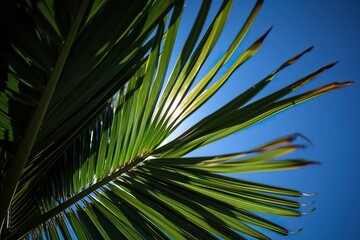 Fototapeta premium Green palm leaf against a blue sky (Ai generated)