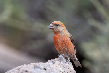 Red crossbill