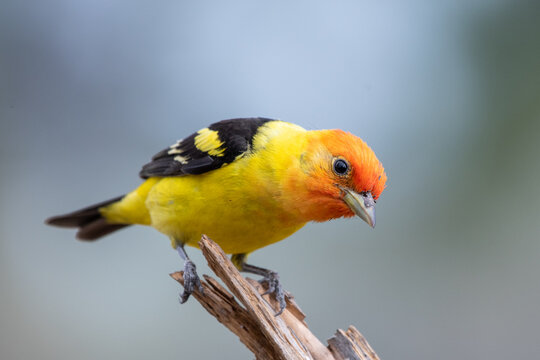 Western tanager on perch