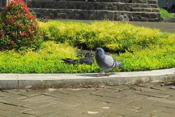 two pigeons making love shape in the grass of the park. race pigeons landing in the garden. homie pigeon