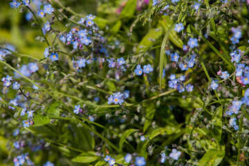 forget me not