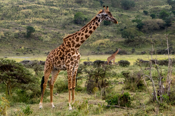Naklejka na ściany i meble Giraffe in Arusha National Park, Tanzania