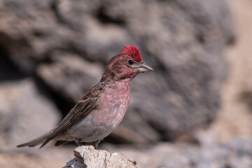 Cassin's finch