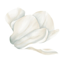 White flower magnolia watercolour
