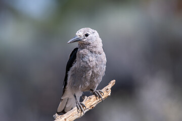 Fototapeta premium Clark's nutcracker on perch