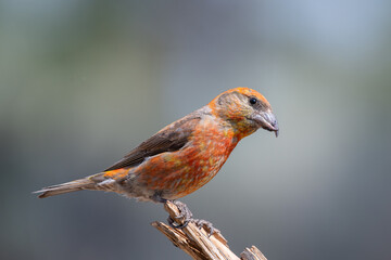 Reed crossbill