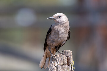 Clarks nutcracker