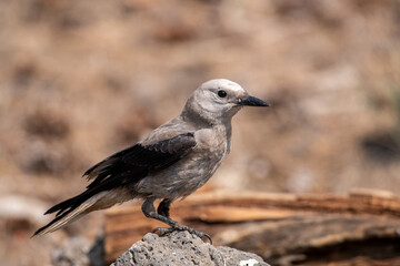 Fototapeta premium Clarks nutcracker