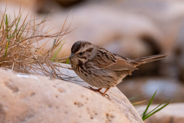 Swamp sparrow on rock 