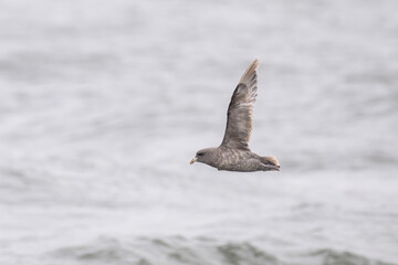 Northern fulmar flying 