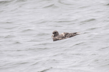 Northern fulmar resting in ocean